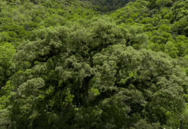 Mata Atlântica perde 2,4 milhões de hectares em 40 anos Mata Atlântica perde 2,4 milhões de hectares em 40 anos