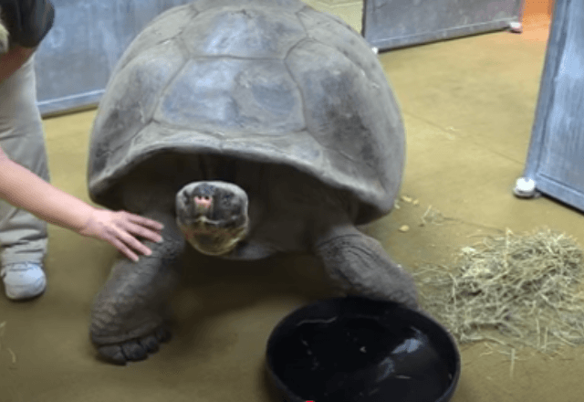 Mamãe-tartaruga no zoológico americano | Reprodução