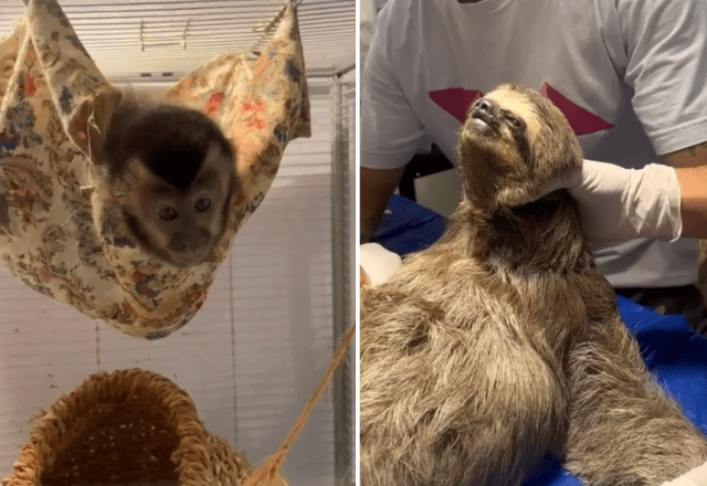 Bichos machucados em rede elétrica passam por tratamento no Rio | Reprodução