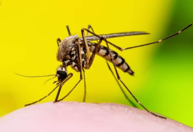 Brasil dispara casos de febre amarela | Foto: Canva 