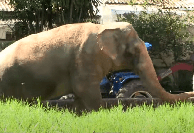 Justiça determina que zoológico transfira elefante Sandro para santuário no Mato Grosso  | Reprodução 
