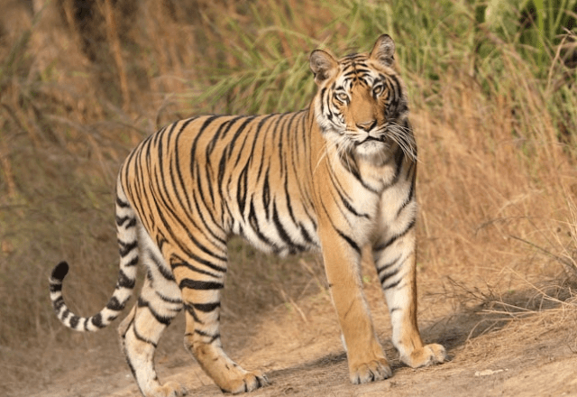 Tigre | Unsplash