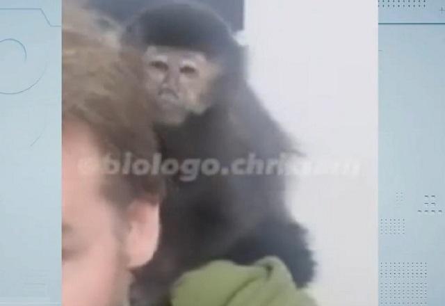 Macaco prego no ombro de homem loiro e branco