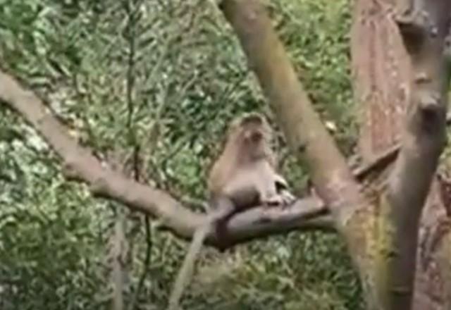 Macaco sequestra filhote de cachorro na Malásia Macaco sequestra filhote de cachorro na Malásia