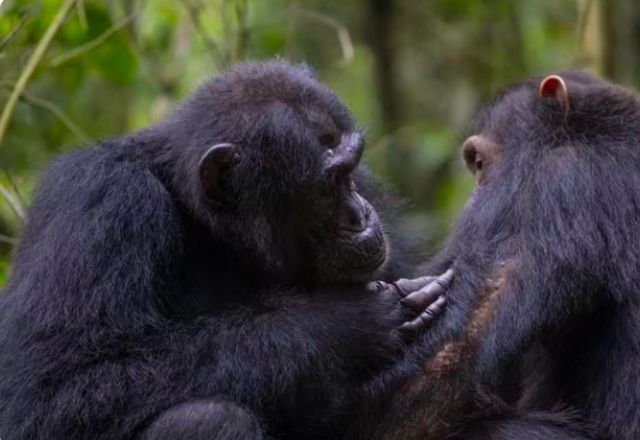 Macacos são observados realizando "primeiros socorros" em floresta em Uganda | Elodie Freymann