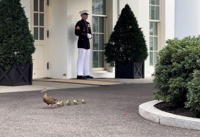 Mãe pato e filhotes caminham em frente ao West Wing na Casa Branca