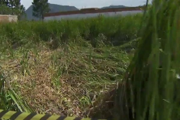 Marcas misteriosas em terreno intrigam moradores de cidade paulista Marcas misteriosas em terreno intrigam moradores de cidade paulista