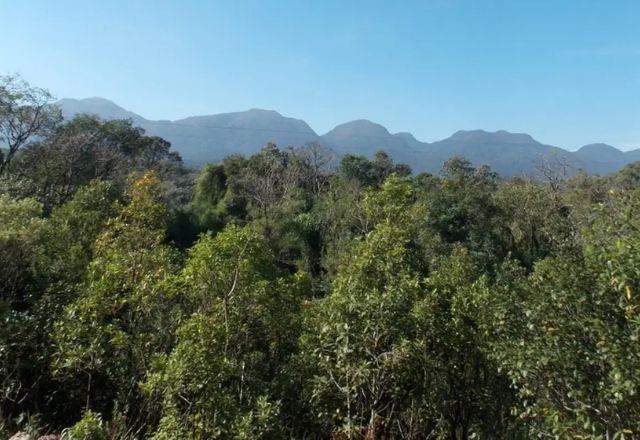 Área de mata | Foto: arquivo/Agência Brasil
