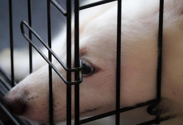 Mesmo com o apoio bipartidário na legislatura de Nova York, a discussão gerou confusão entre os defensores de animais e proprietários de pet shops | Unsplash