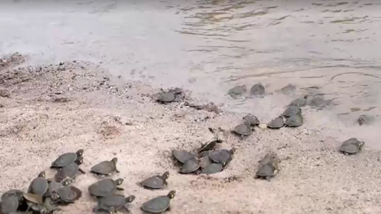 Milhares de tartarugas são soltas em rios da Amazônia