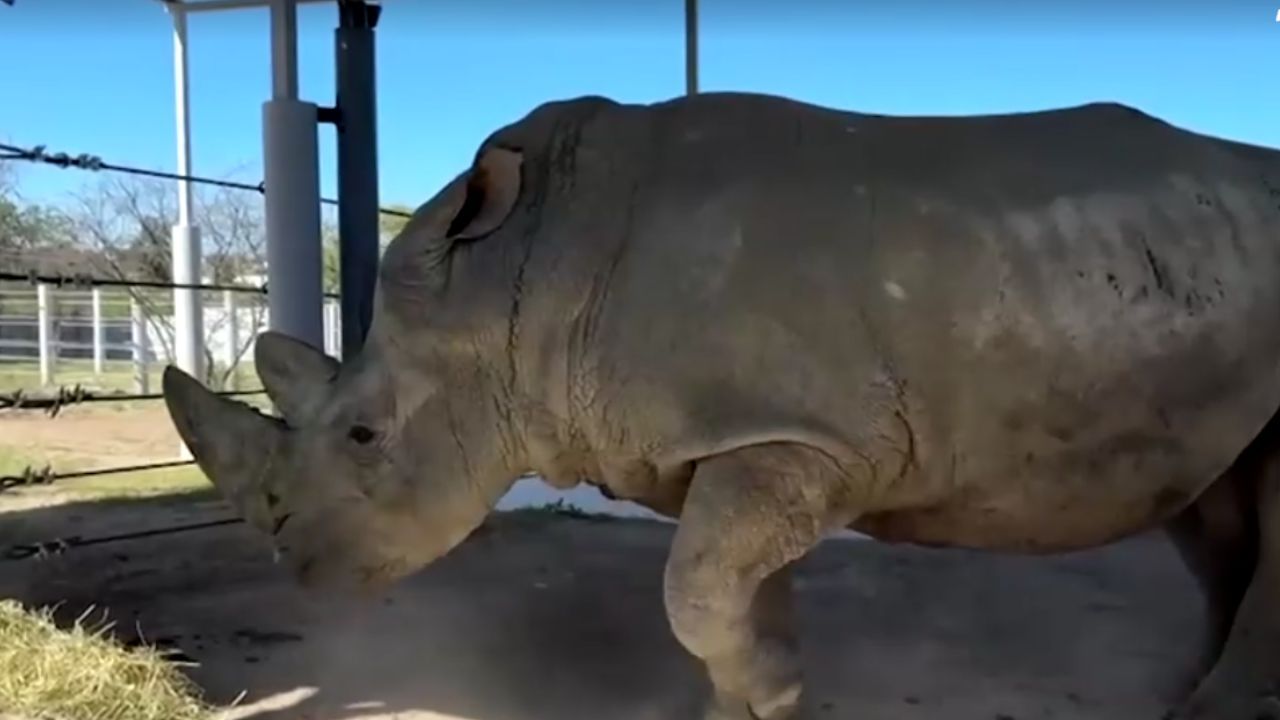 Zoo do México recebe quatro rinocerontes-brancos Zoo do México recebe quatro rinocerontes-brancos