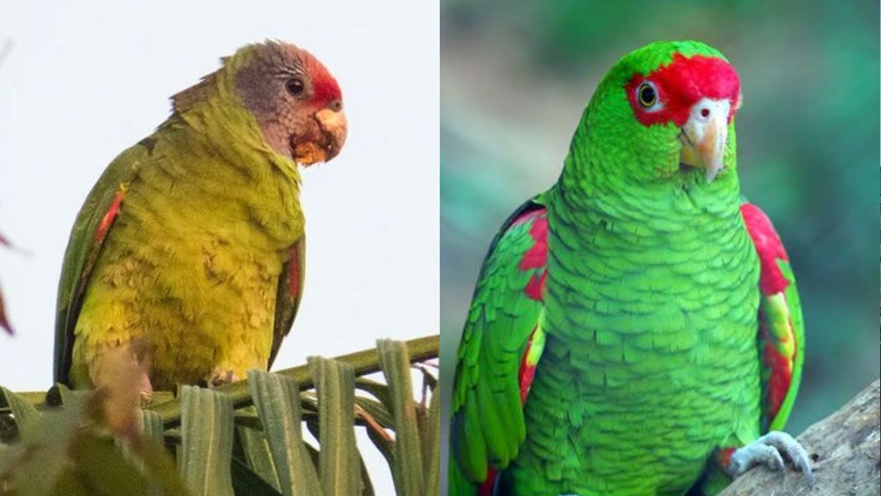 PF faz operação contra tráfico internacional de aves