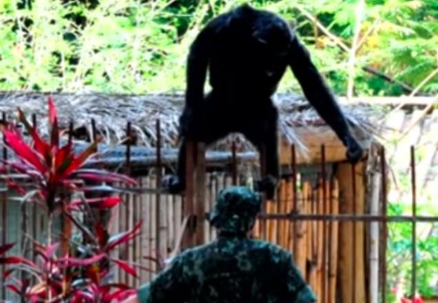 Momento em que a Chimpanzé Kelly foge da jaula