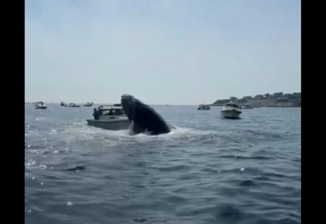 Momento em que baleia jubarte salta e cai em cima de barco nos EUA