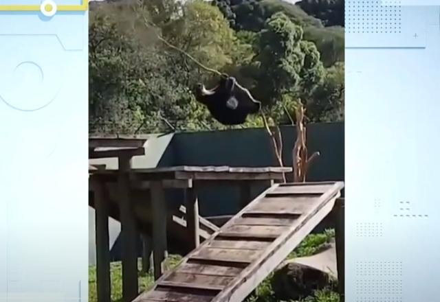 Momento em que urso cai de árvore em zoológico de Curitiba