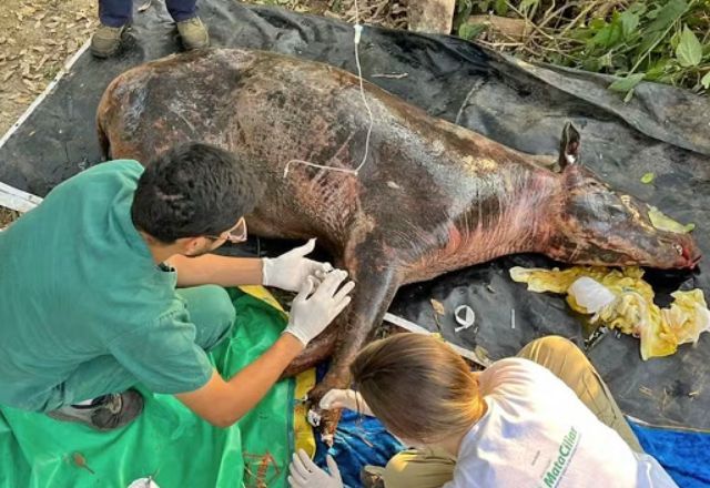 Anta havia sido levada para a ONG Mata Ciliar em Jundiaí | Mata Ciliar