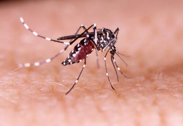 Mosquito