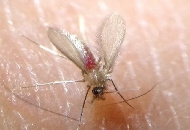 Calor aumenta preocupação com casos de leishmaniose em SP