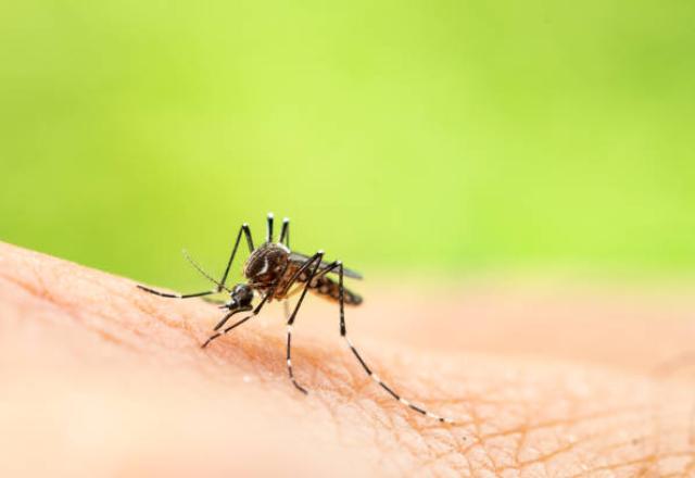 Mosquito transmissor da febre amarela