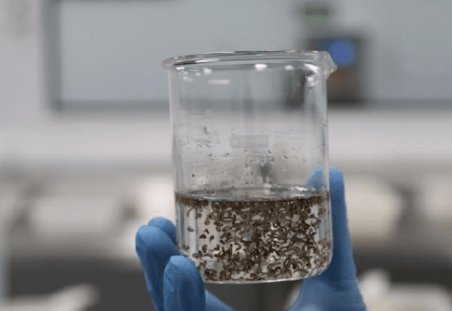 Mosquitos com bactéria Wolbachia criados para combate à dengue | Reprodução