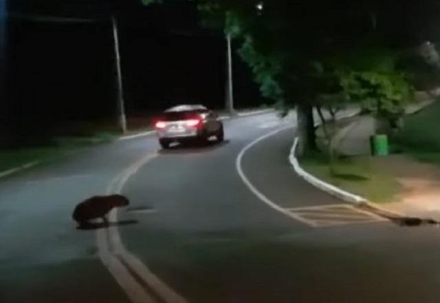 Motorista foge após atropelar família de capivaras em via de Apucarana (PR)