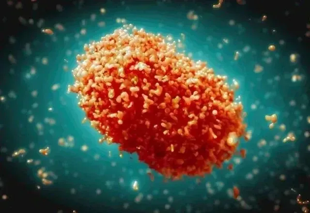 Mpox foi descoberta por cientistas dinamarqueses, na década de 1950, em macacos enjaulados em um laboratório | OMS