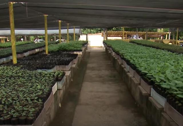 Mudas usadas no projeto que recupera áreas mineradas no Belém