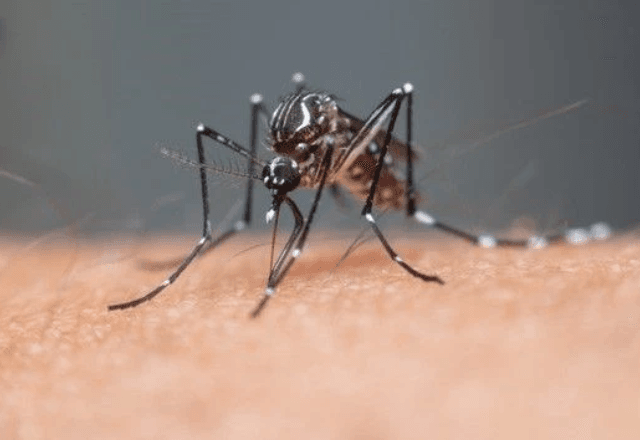 Brasil ultrapassa meio milhão de casos prováveis de dengue em 2025