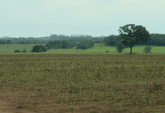 Agricultura | Reprodução/SBT Brasil