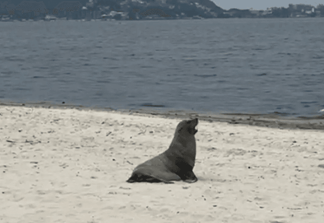 Lobo-marinho | Divulgação/Prefeitura de Niterói