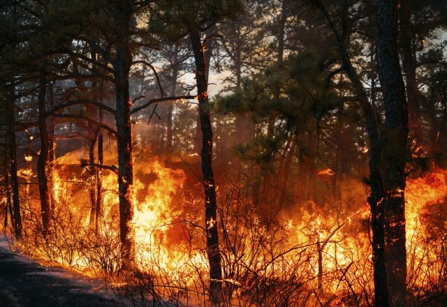 Incêndios florestais causam ordem de evacuação nas Carolinas do Norte e do Sul, nos EUA | Foto: New Jersey Department of Environmental Protection/Associated Press