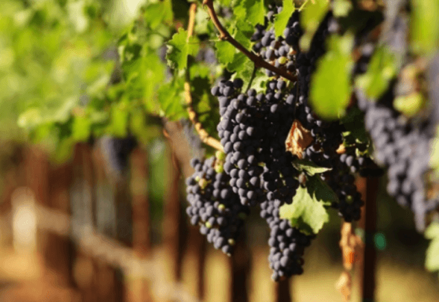 Produção de vinho deve bater recorde em 2025 | Reprodução