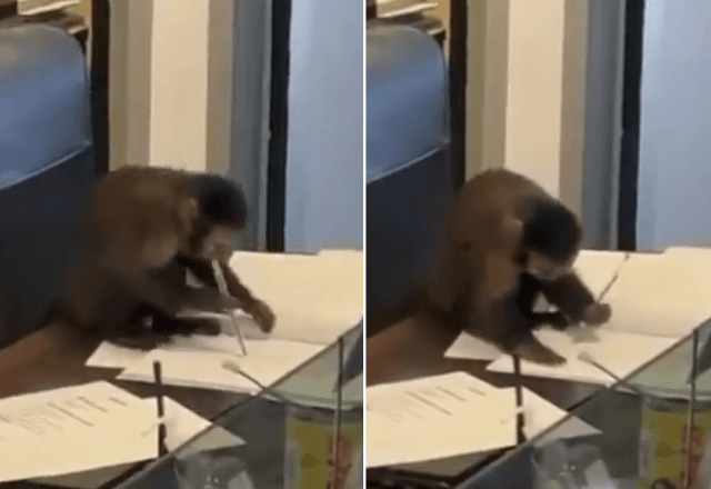 Macaco "assina documentos' no Rio | Reprodução