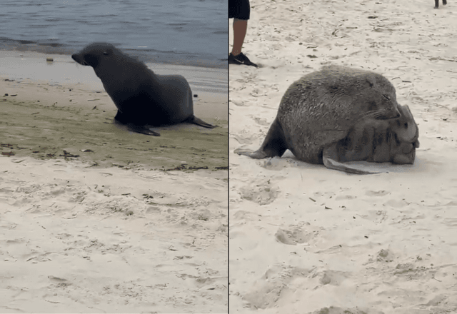 Lobo-marinho "Joca" volta a aparecer nas praias do Rio de Janeiro
