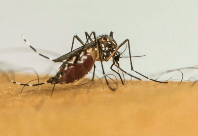 Mosquito transmissor da dengue | Agência Brasil