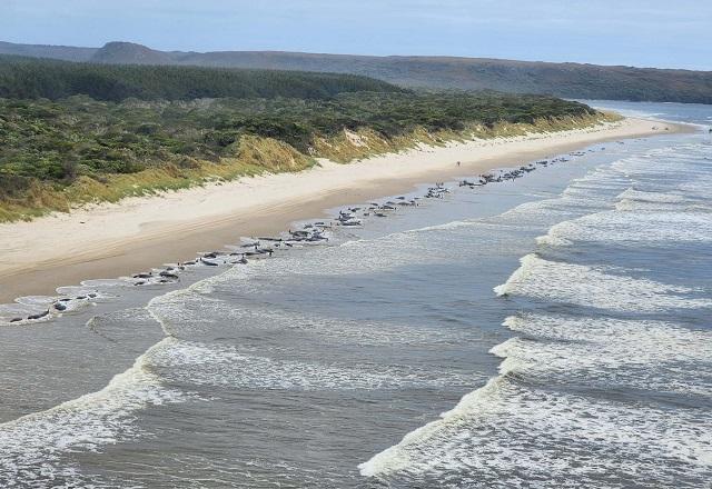 Grupo de baleias encalhados em praia da Tasmânia (Reprodução/NRE Tas)
