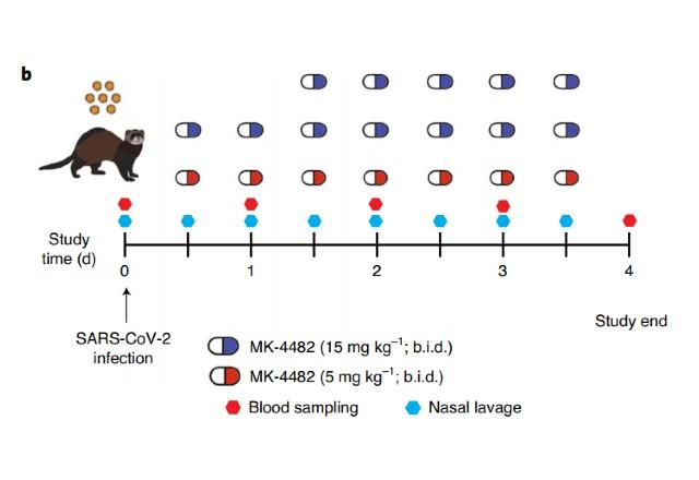 Molnupiravir: cientistas estudam antiviral que pode bloquear a transmissão da covid-19 Molnupiravir: cientistas estudam antiviral que pode bloquear a transmissão da covid-19