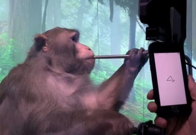 Macaco Pager foi apresentado ao mundo ano passado como um dos primeiros 'usuários' do Neuralink, jogando videogame com a mente | Reprodução/Neuralink
