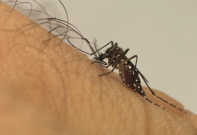 No total, foram registradas 992 mortes por dengue - maior número desde 2015 | Fiocruz