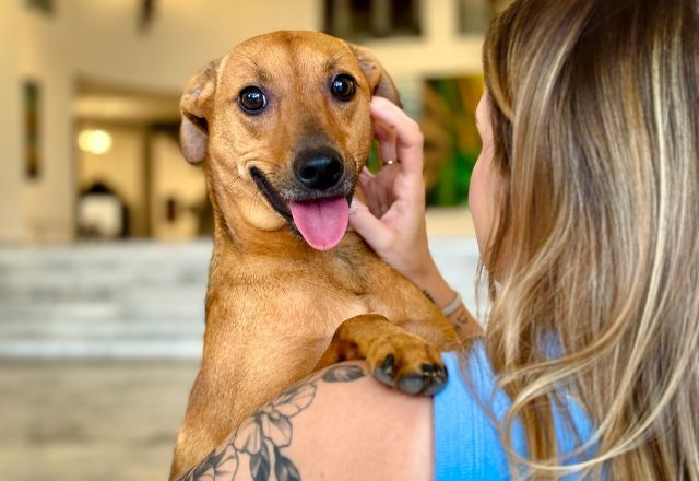 Nova lei reconhece o vínculo afetivo entre tutores e animais de estimação | Divulgação/Governo de SP