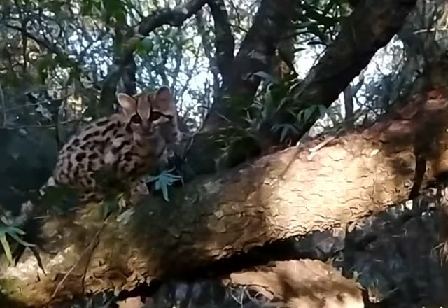 Nove espécies de felinos selvagens vivem em áreas de mata e campo | SBT
