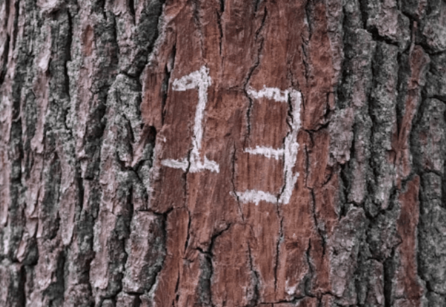 Número 13 é associado à superstições -- até mesmo para ateus | Reprodução/Unsplash