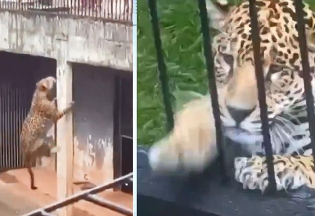 Zoológico faz mudanças após onça escalar parede e ficar perto de grade Zoológico faz mudanças após onça escalar parede e ficar perto de grade