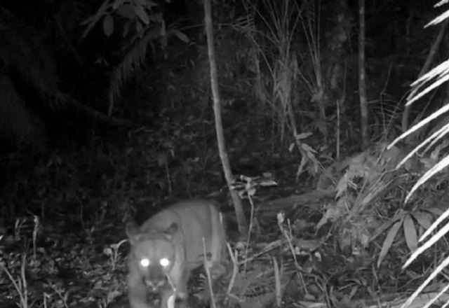 Onça-parda é flagrada por câmara de projeto ambiental em área onde era considerada extinta | Divulgação