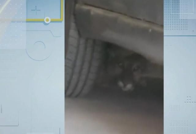 Onça invade casa e assusta moradores em Saquarema (RJ) Onça invade casa e assusta moradores em Saquarema (RJ)