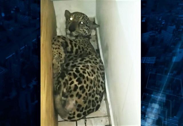 Ónça-pintada acuada em quarto após descoberta de tráfico de animais