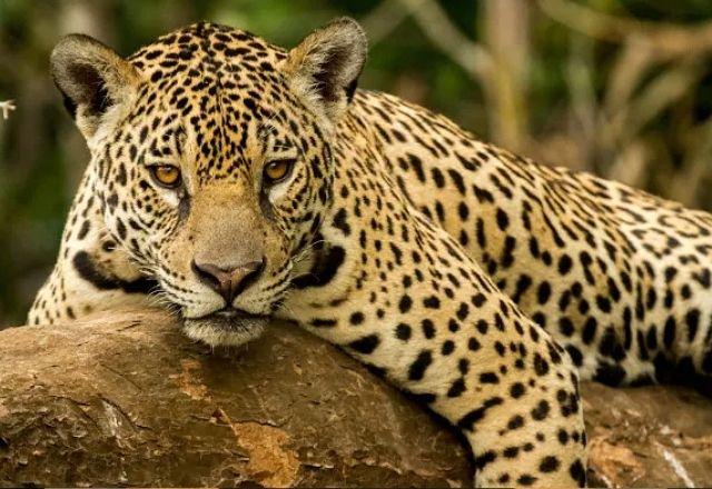 Onça-pintada em Centro de Instrução de Guerra na Selva