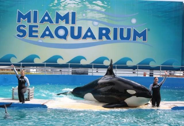 Orca Lolita