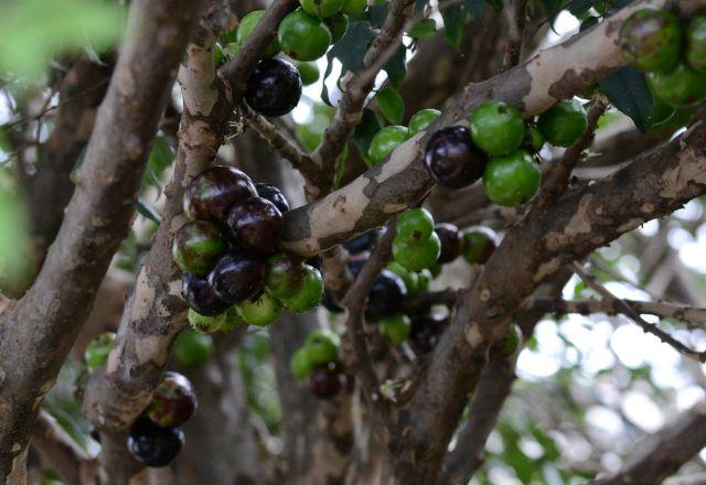 Outras frutas brasileiras também se destacaram, como o açaí, que conquistou o sétimo lugar no ranking