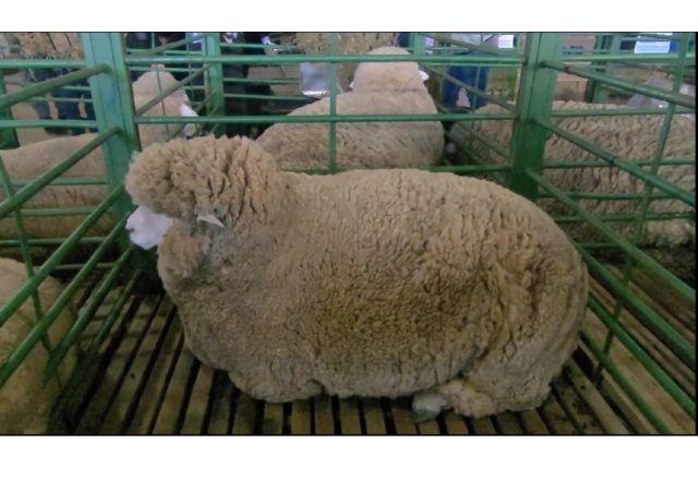 Ovelha Ideal na Expointer